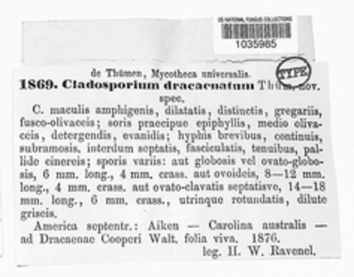 Cladosporium dracaenatum image